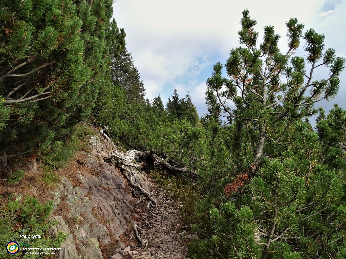 75 Il sent. 272 immerso nella 'foresta' di pini mughi.JPG